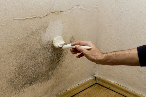 Can You Paint Over Mould? What Auckland Homeowners Need to Know First